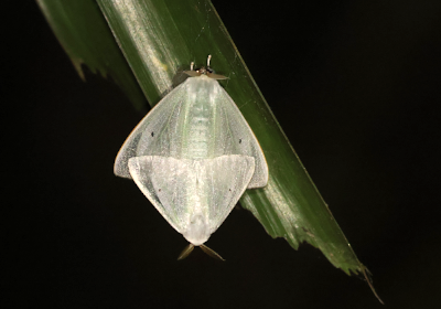 Arctornis cygna