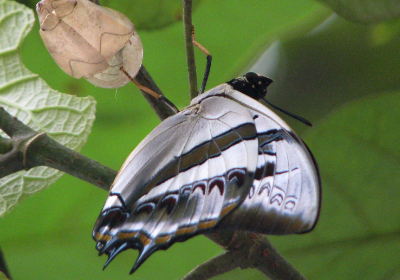 Charaxes schreiber tisamenus