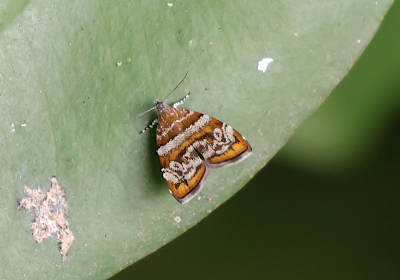 Choreutis orthogona