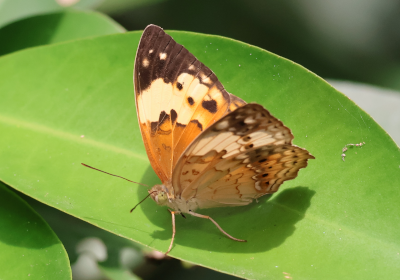 Cupha erymanthis lotis