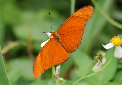 Dryas iulia modesta