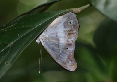 Eulaceura osteria kumana