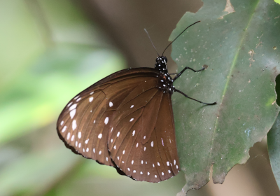 Euploea phaenareta castelnaui