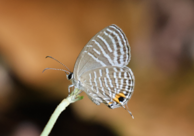 Jamides celeno aelianus