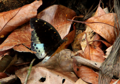 Lexias pardalis dirteana