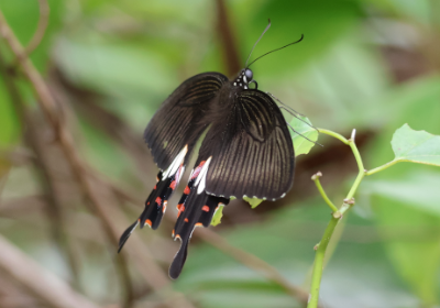 Papilio polytes romulus
