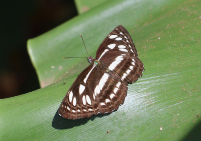 Phaedyma columella singa