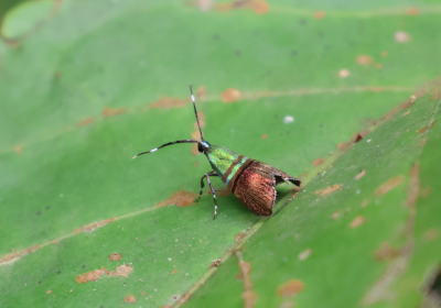 Saptha beryllitis