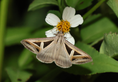 Trigonodes hyppasia