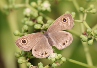 Common Five Ring