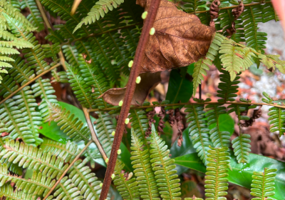 Blechnum orientale