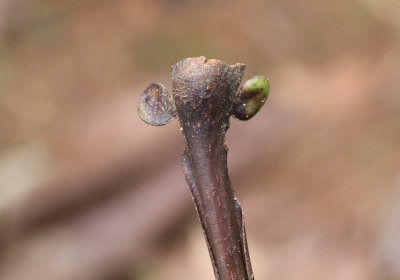 Campnosperma auriculatum
