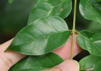 Canthium malayense