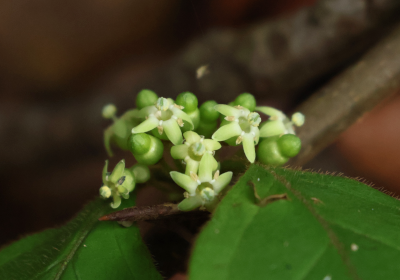 Canthium molle
