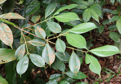Carallia brachiata
