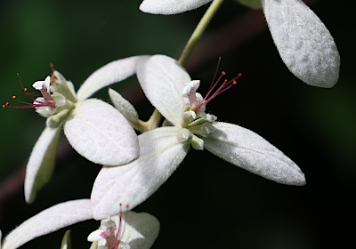 Congea tomentosa