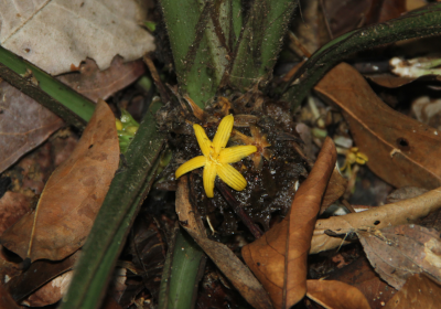Curculigo latifolia