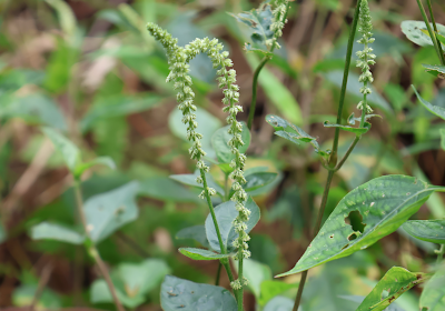 Cyathula prostrata