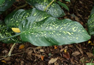 Dieffenbachia seguine