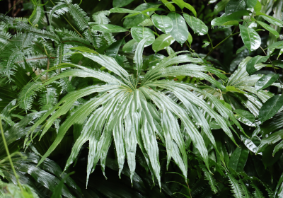 Dipteris conjugata