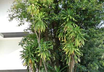 Dracaena fragrans