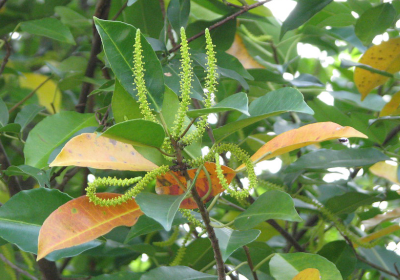 Excoecaria agallocha