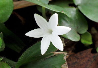 Geophila herbacea