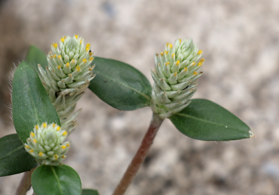 Gomphrena celosioides