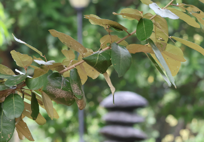 Heritiera littoralis