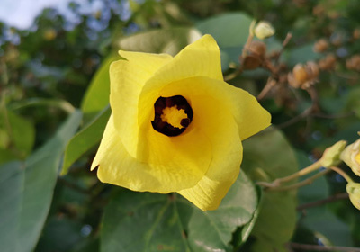 Hibiscus tiliaceum