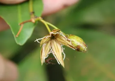 Ixonanthes icosandra