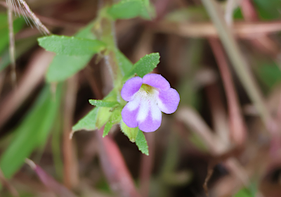 Limnophila chinensis