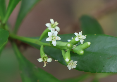 Lumnitzera racemosa