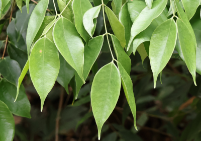 Memecylon garcinioides