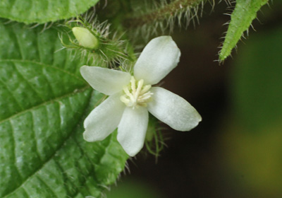 Miconia crenata
