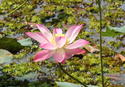Nelumbo nucifera