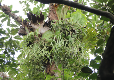 Platycerium coronarium