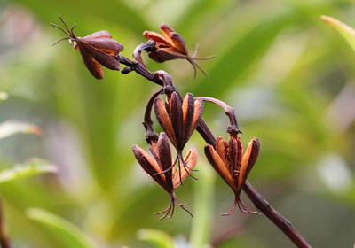 Ploiarium elegans