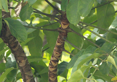 Polyscias jackiana