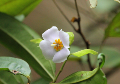 Pternandra echinata