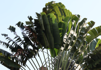 Ravenala madagascariensis