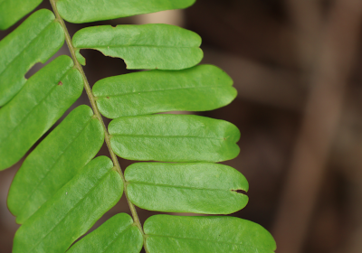 Rourea mimosoides