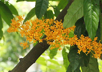 Saraca thaipingensis