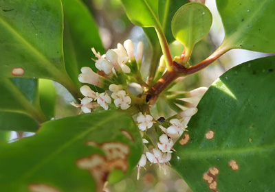 Scyphiphora hydrophylacea