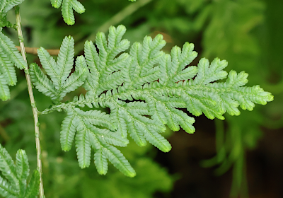 Selaginella willdenowii