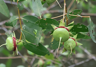 Sonneratia caseolaris