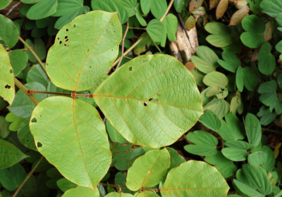 Spatholobus ferrugineus