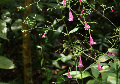 Strobilanthes hamiltoniana