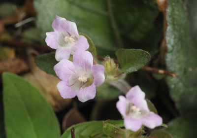 Strobilanthes reptans