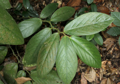 Thottea grandiflora